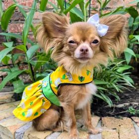 Ladybugs and Daisies Dog Dress with Matching Leash (Size: X-Small)