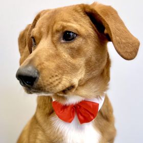 White Collar with Red Satin Bow Tie (Size: X-Small)